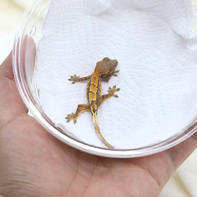 세이블