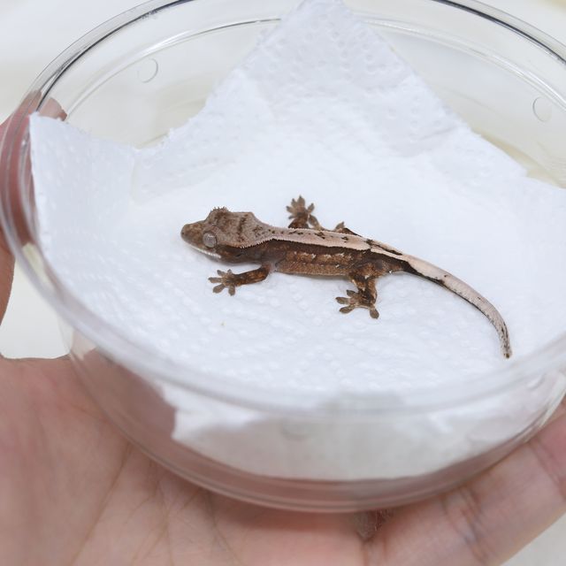세이블