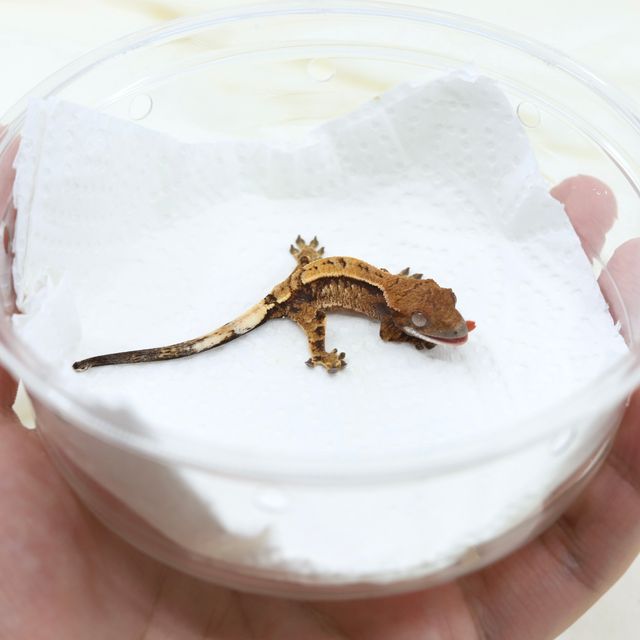 세이블