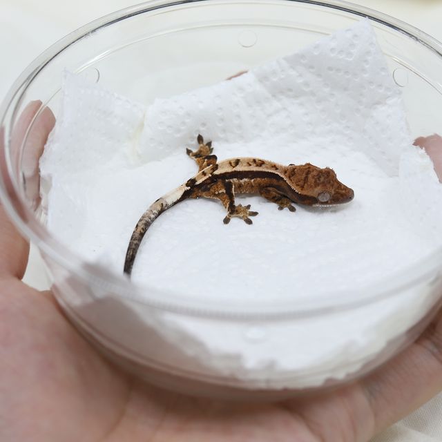 세이블
