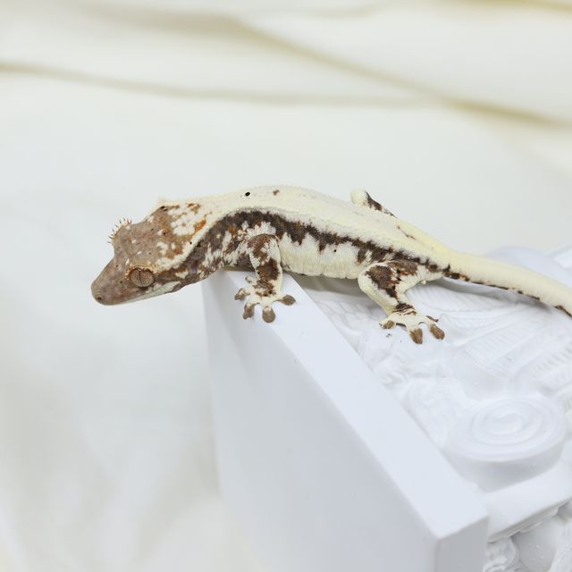 프라푸치노