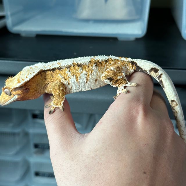트라이
