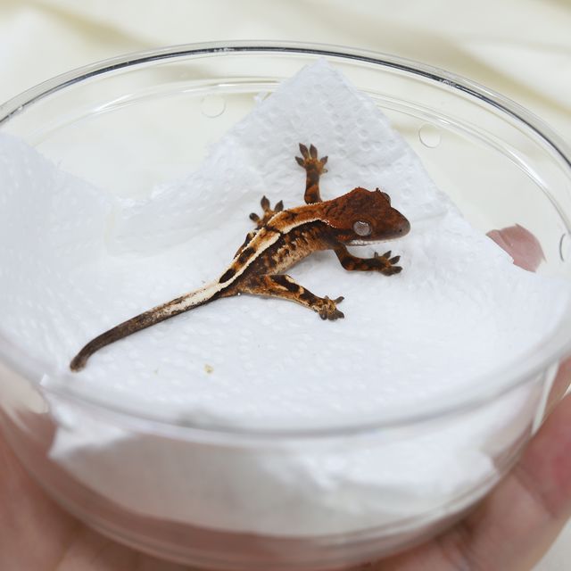 세이블