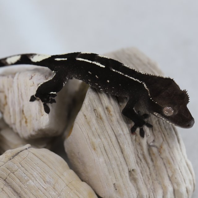 Axanthic