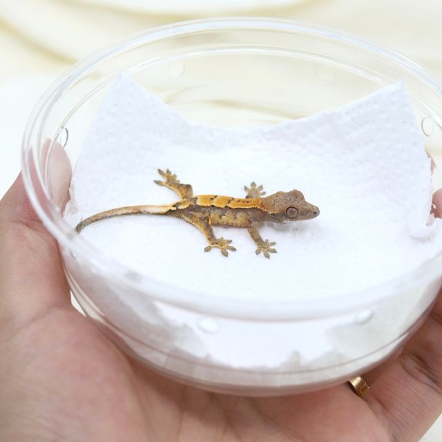 세이블