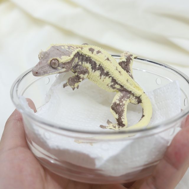 프라푸치노