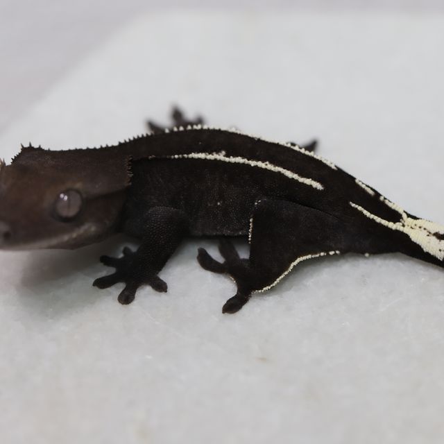 아잔틱