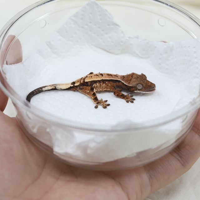 세이블