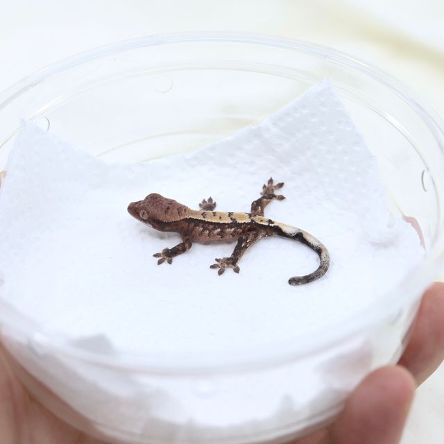 세이블