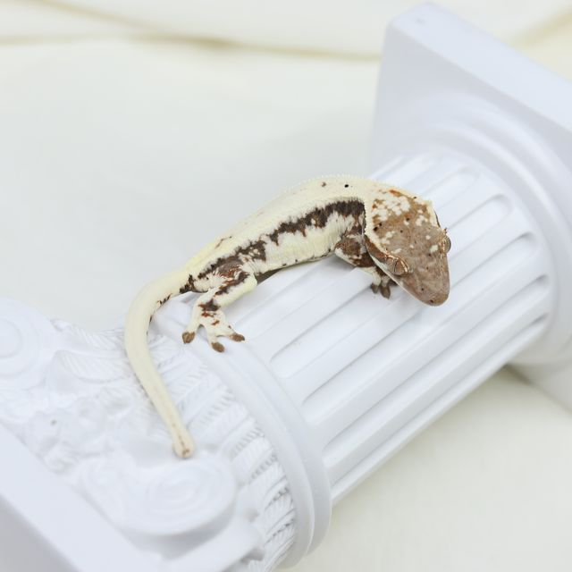 프라푸치노