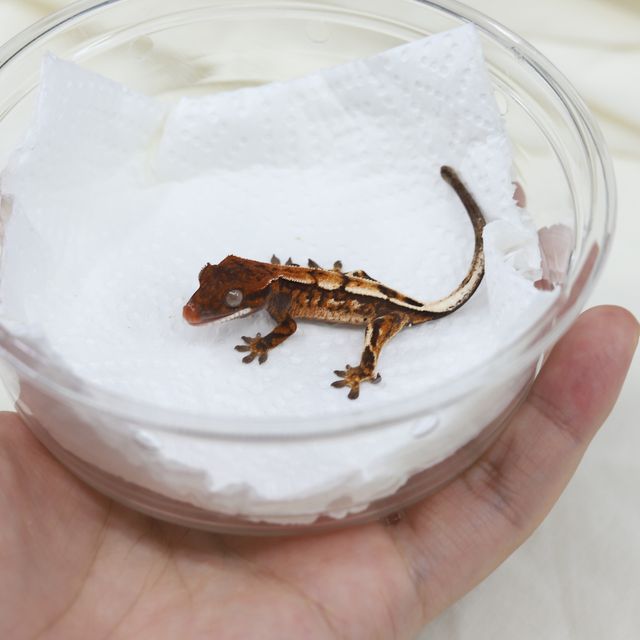 세이블