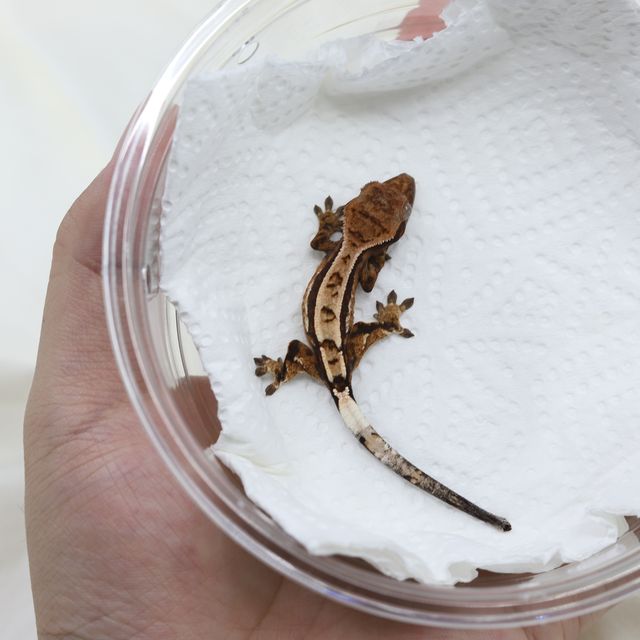 세이블