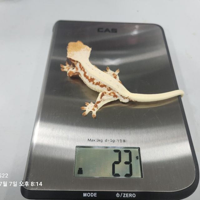 릴리화이트