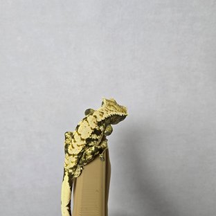 노멀 익스트림할리퀸