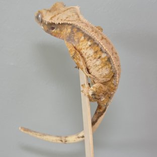 트라이