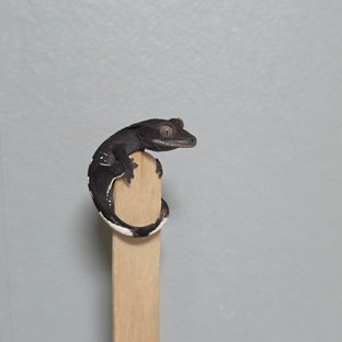 아잔틱