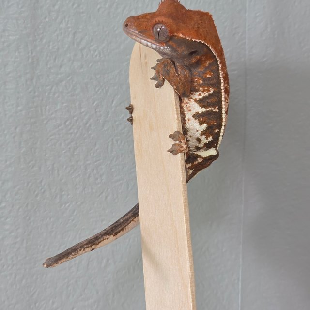 카푸치노 풀핀 트라이