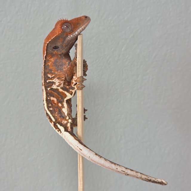 카푸치노 풀핀 트라이