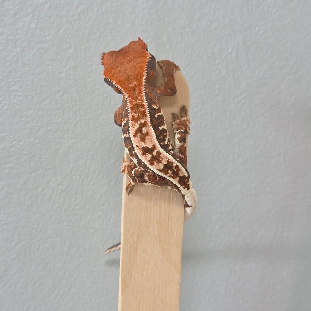 카푸치노 풀핀 트라이