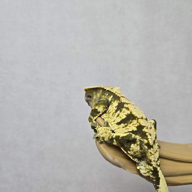 노멀 익스트림할리퀸