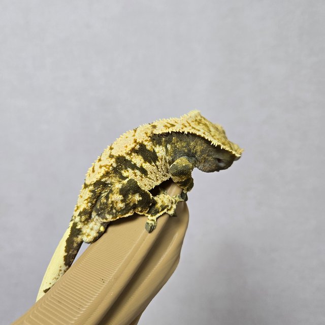 노멀 익스트림할리퀸