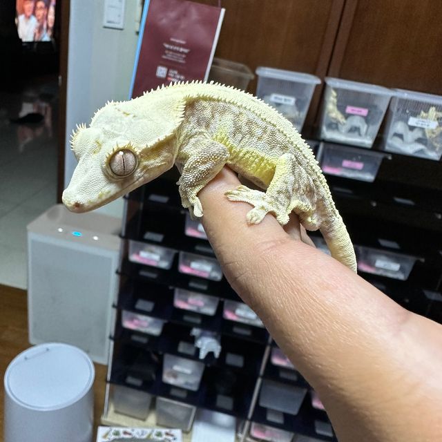 릴리화이트 드리피