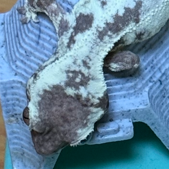 프라푸치노