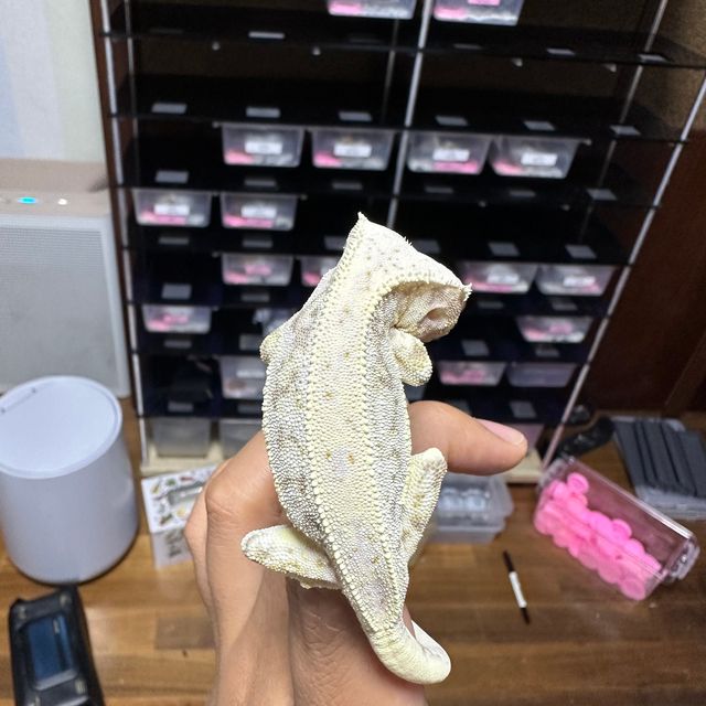 릴리화이트 드리피