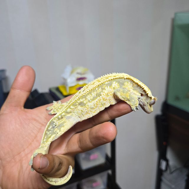 쿼드 풀핀 노멀