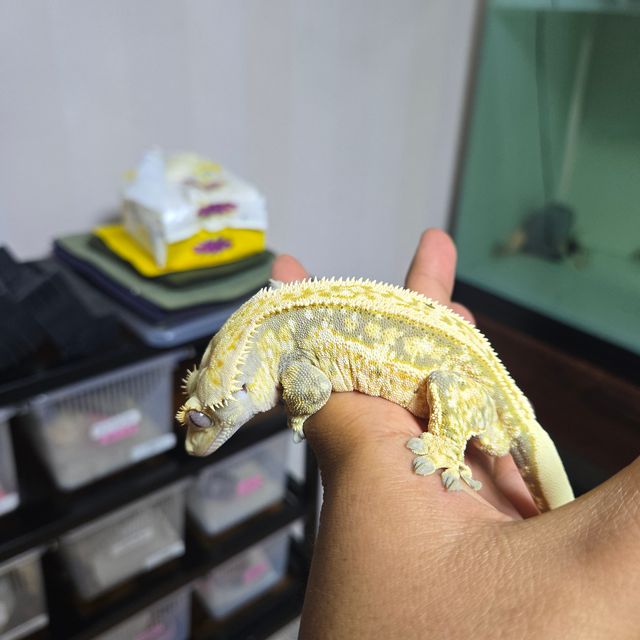 쿼드 풀핀 노멀