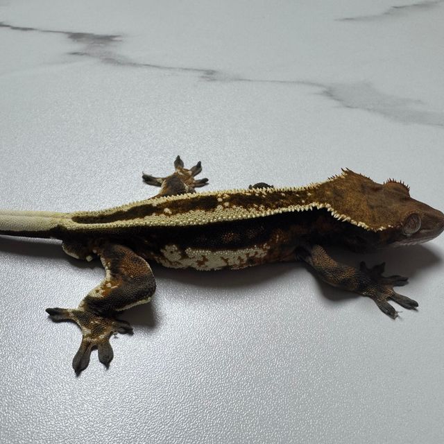 카푸치노