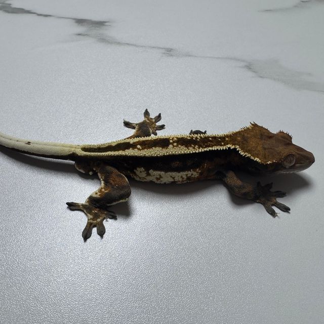 카푸치노
