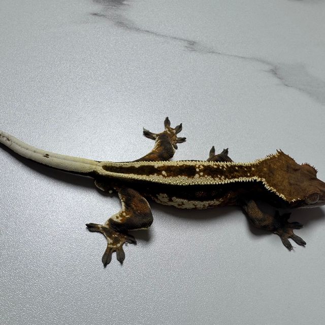 카푸치노
