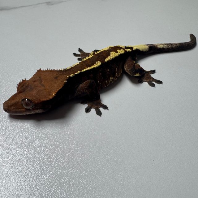 카푸치노