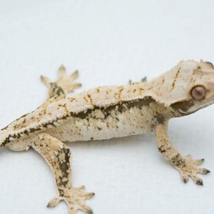 익스트림할리퀸 화이트스팟 노멀