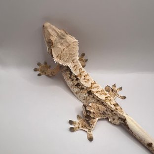 화이트스팟 트라이