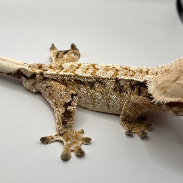 화이트스팟 트라이