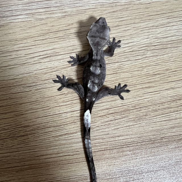 아잔틱