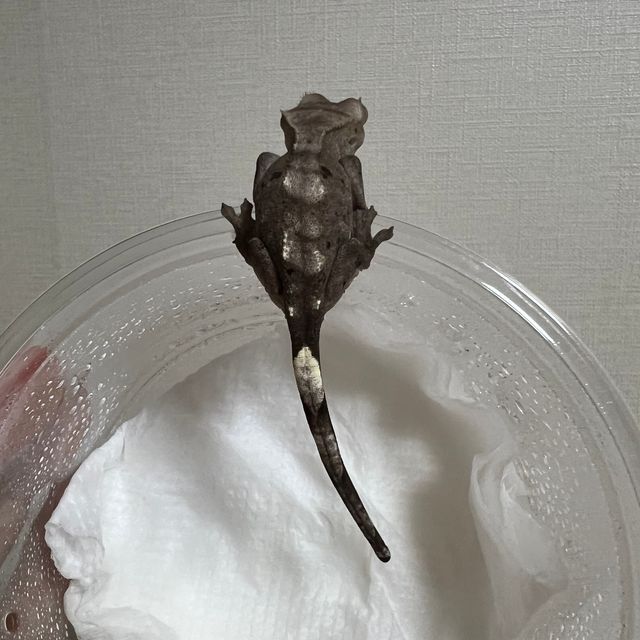 아잔틱
