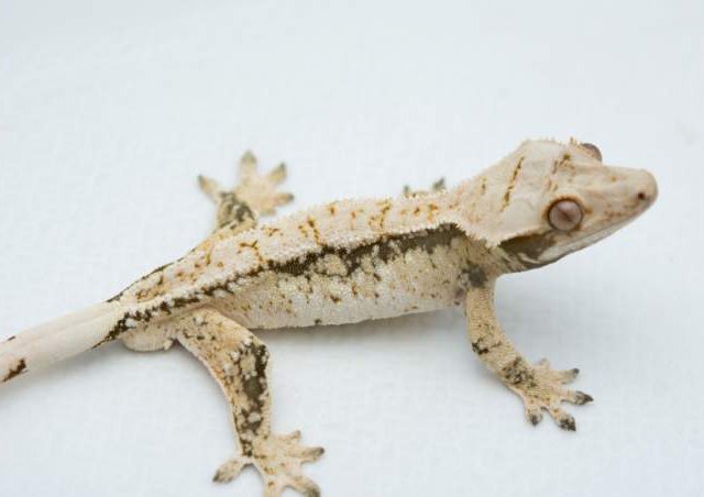 익스트림할리퀸 화이트스팟 노멀