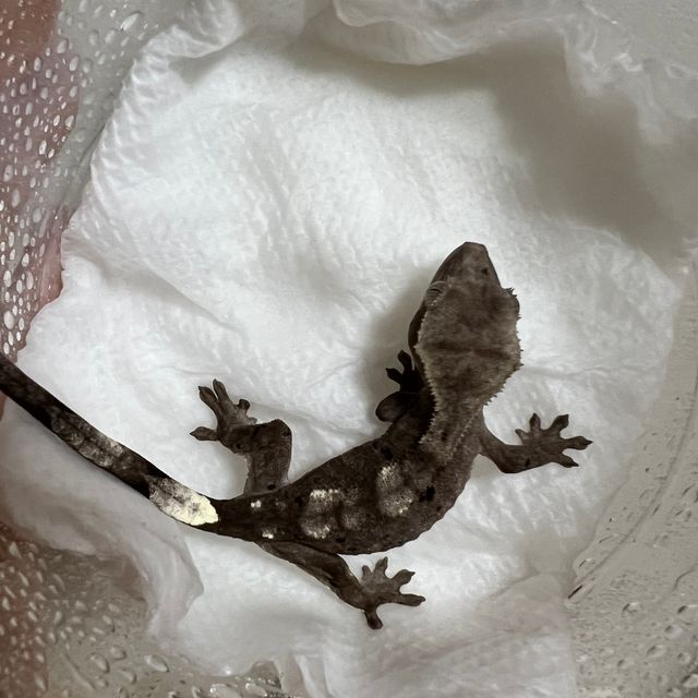아잔틱