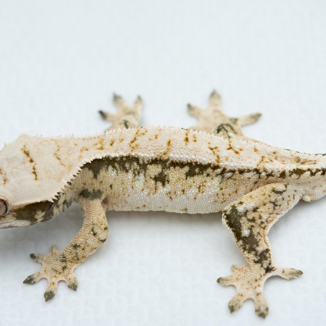 익스트림할리퀸 화이트스팟 노멀