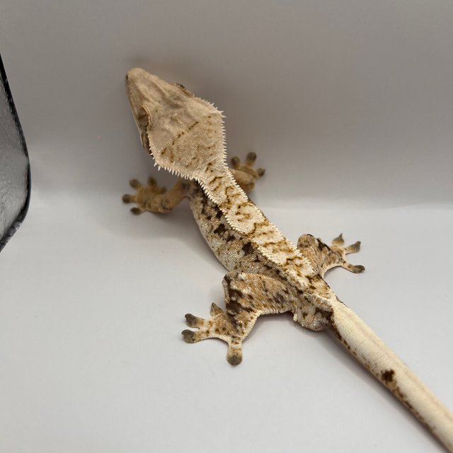 화이트스팟 트라이