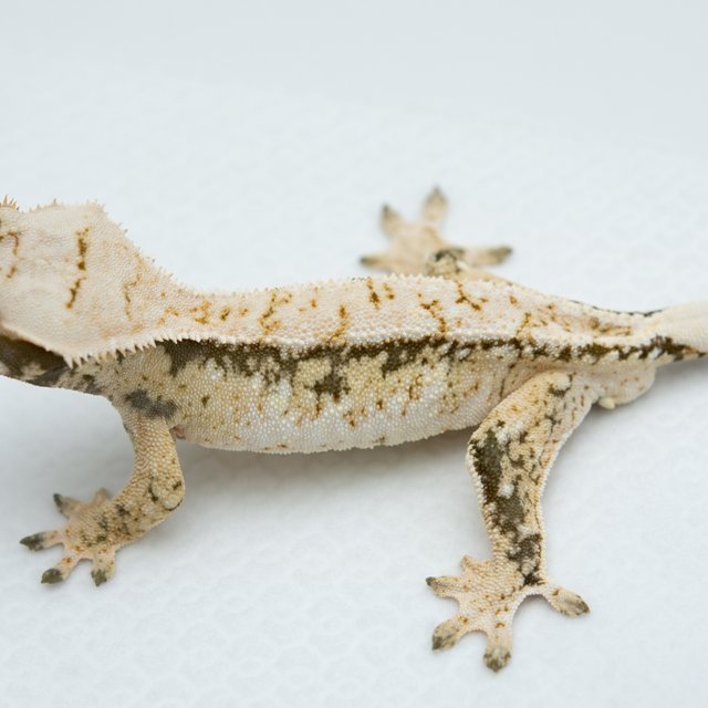 익스트림할리퀸 화이트스팟 노멀