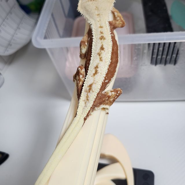 레드 릴리화이트