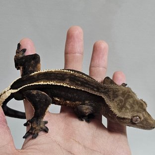 슈퍼스트라이프 엠티백 다크 블랙