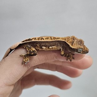 100%헷아잔틱 쿼드 핀스트라이프