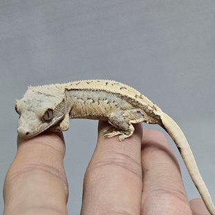 노멀 쿼드 화이트스팟