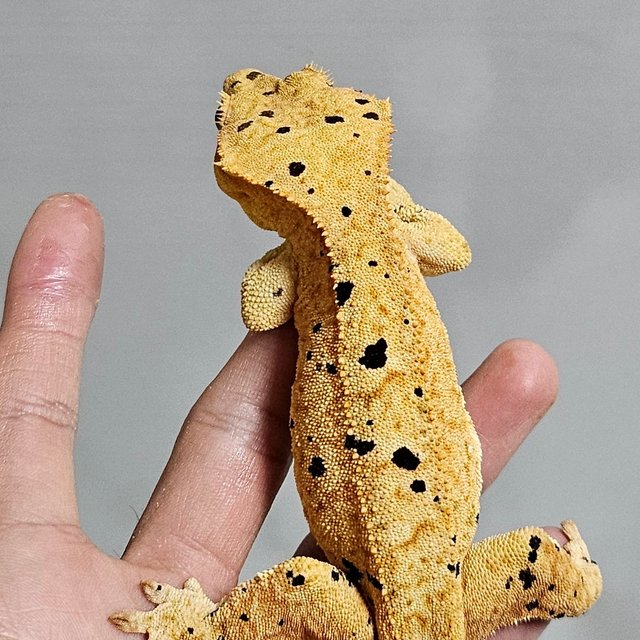 달마시안 슈퍼달마시안