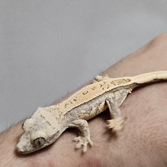 노멀 쿼드 화이트스팟